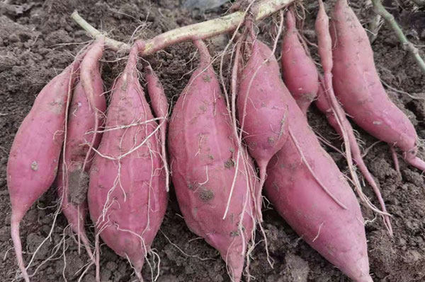紫薯苗的田间管理和栽培技术