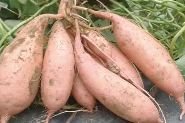 红薯苗基地如何种植红薯苗