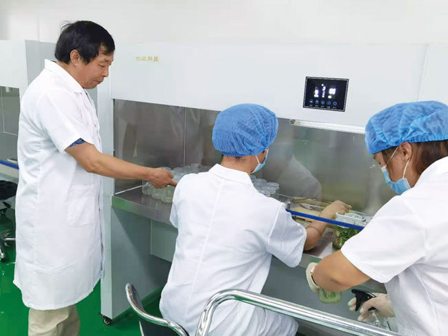 中国农业大学生物学院齐俊生教授指导试管苗脱毒技术